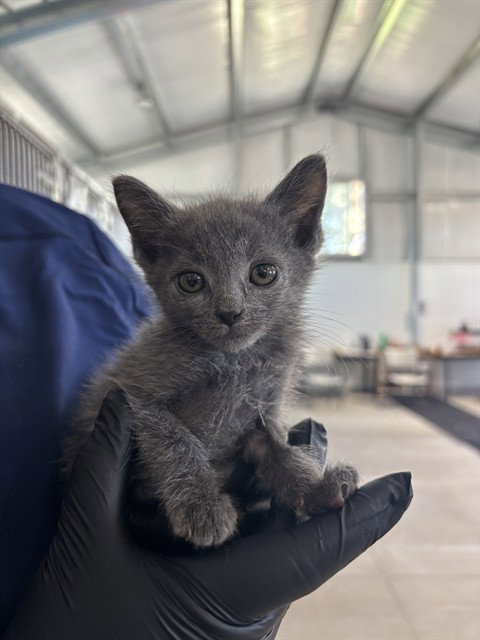 DENNIS, Baby Domestic Short Hair (medium coat), cat for adoption in Ontario, California