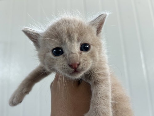 MOCHI