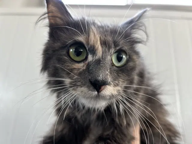 Margarette - Domestic Medium Hair