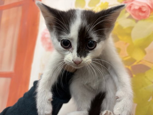 NORA, Baby Domestic Short Hair (medium coat), cat for adoption in Upland, California
