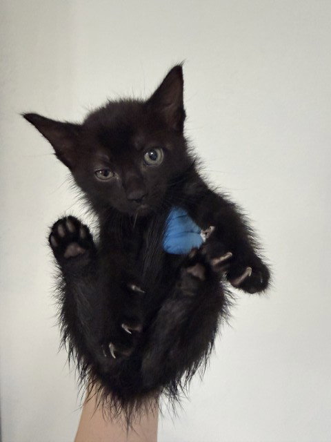 HARPER, Baby Domestic Short Hair (medium coat), cat for adoption in Upland, California