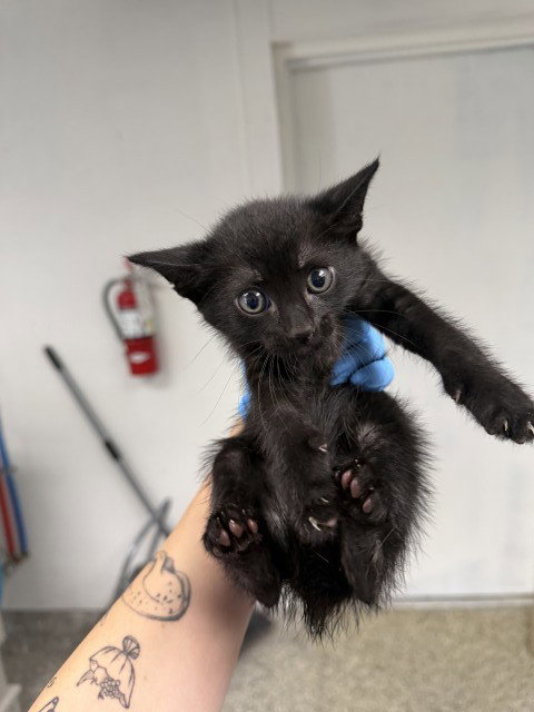 BENJAMIN, Baby Domestic Short Hair (medium coat), cat for adoption in Upland, California