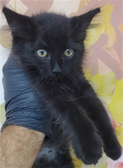 ELIAS