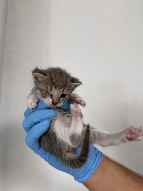 HARPER, Baby Domestic Short Hair (medium coat), cat for adoption in Upland, California