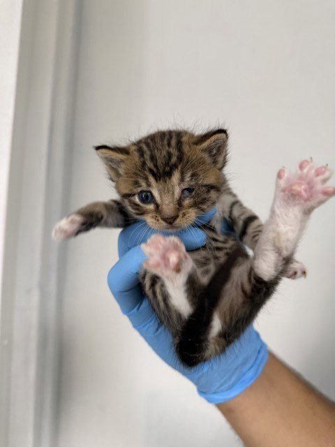 LEVI, Baby Domestic Short Hair (medium coat), cat for adoption in Upland, California