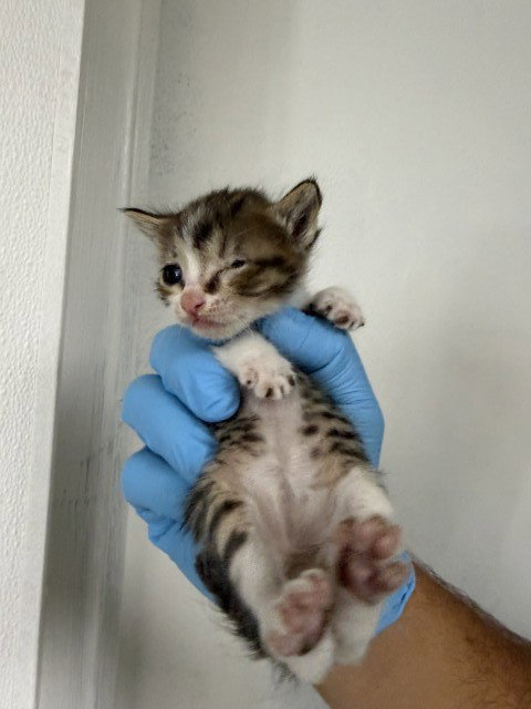 HENRY, Baby Domestic Short Hair (medium coat), cat for adoption in Upland, California