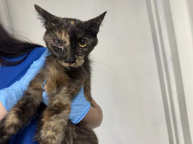 Sierra - Domestic Short Hair