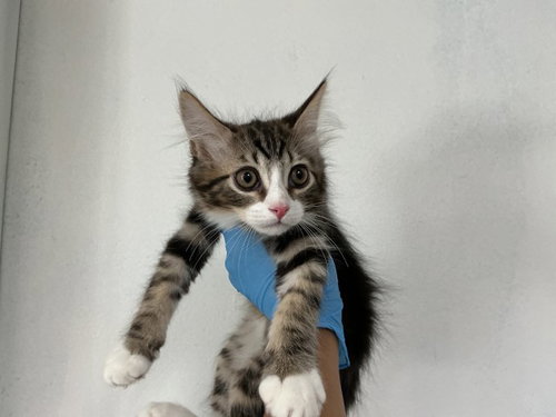 PLANKTON, Baby Domestic Short Hair (medium coat), cat for adoption in Highland, California
