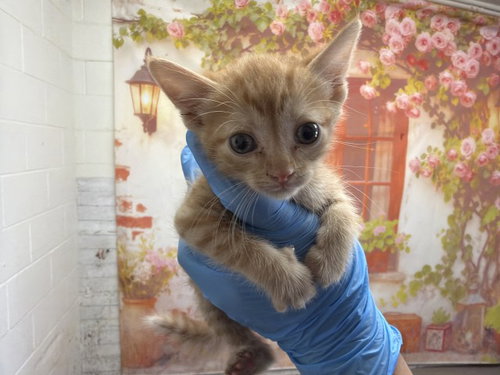 KENDRICK, Baby Domestic Short Hair (medium coat), cat for adoption in Highland, California