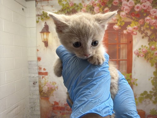 RZA, Baby Domestic Short Hair (medium coat), cat for adoption in Highland, California