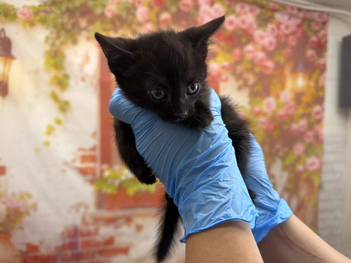 DAMIEN, Baby Domestic Short Hair (medium coat), cat for adoption in Highland, California