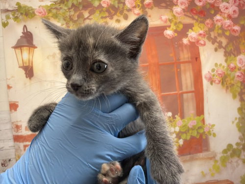 LUPE, Baby Domestic Short Hair (medium coat), cat for adoption in Highland, California