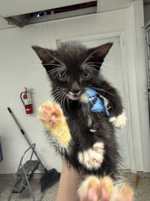 AMARA, Baby Domestic Short Hair (medium coat), cat for adoption in Highland, California