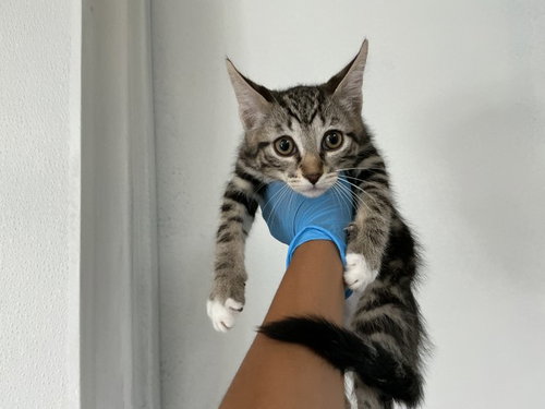 JOJO, Baby Domestic Short Hair (medium coat), cat for adoption in Highland, California