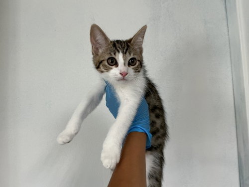 MOJO, Baby Domestic Short Hair (medium coat), cat for adoption in Highland, California