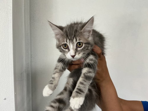 BLOSSOM, Baby Domestic Short Hair (medium coat), cat for adoption in Highland, California