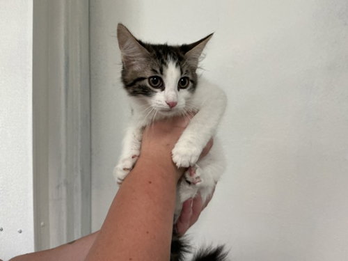 BUTTERCUP, Baby Domestic Short Hair (medium coat), cat for adoption in Highland, California