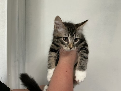 PROFESSOR, Baby Domestic Short Hair (medium coat), cat for adoption in Highland, California