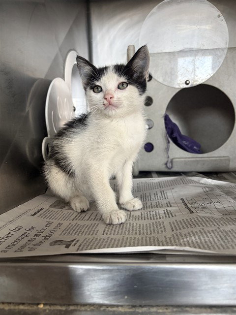 JINX, Baby Domestic Short Hair (medium coat), cat for adoption in Victorville, California