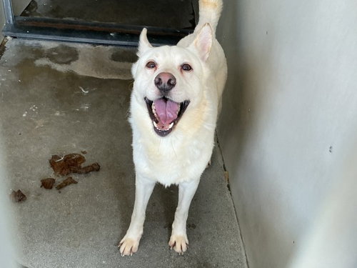 LUKE, an adoptable Siberian Husky in San Bernardino, CA