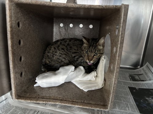 MAYVE, an adoptable American Shorthair in San Bernardino, CA
