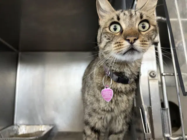 Mayve - American Shorthair