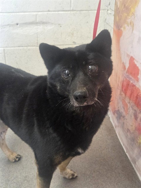 KODA, an adoptable Shiba Inu in San Bernardino, CA