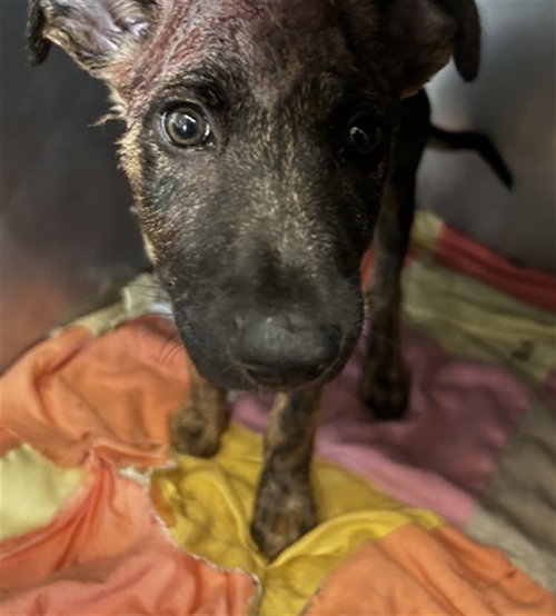 SABOR, an adoptable Pit Bull Terrier in San Bernardino, CA