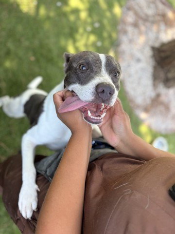 picture of the dog needing adoption