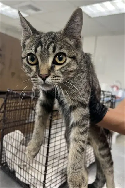 Digory - Domestic Short Hair