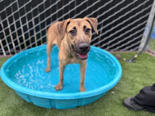 picture of the dog needing adoption