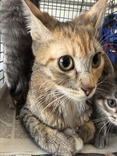 GRANGER, an adoptable Domestic Short Hair in San Bernardino, CA