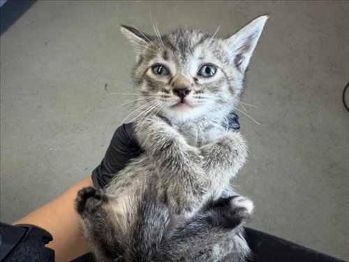 LILLY, an adoptable Domestic Short Hair in San Bernardino, CA