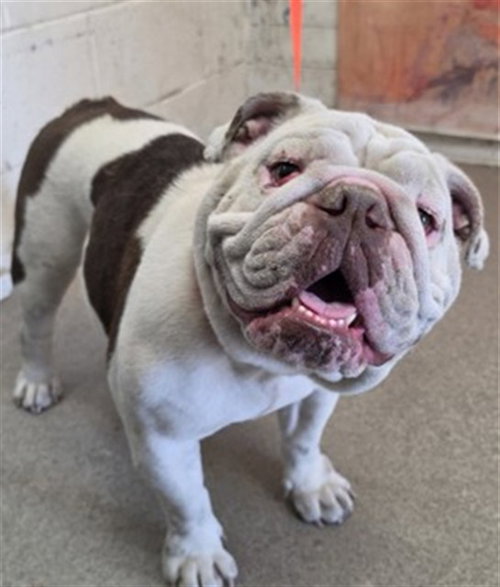 A595264, an adoptable Bulldog in San Bernardino, CA