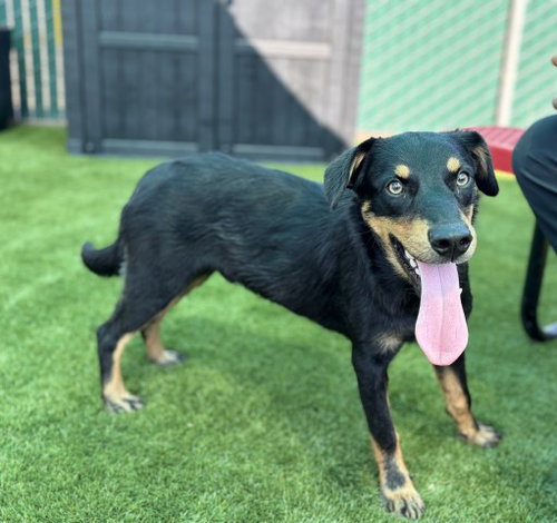 picture of the dog needing adoption