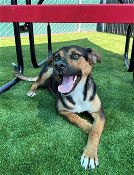 picture of the dog needing adoption