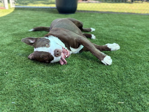picture of the dog needing adoption