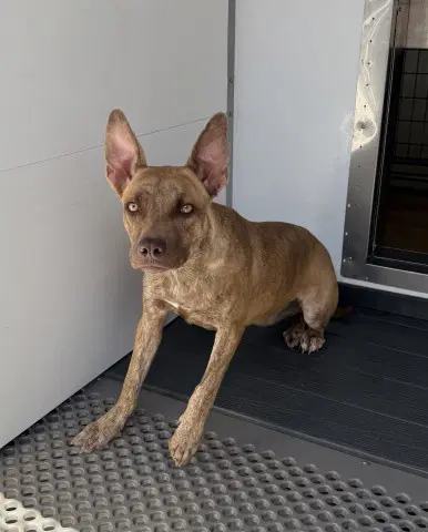 Francie - Pit Bull Terrier