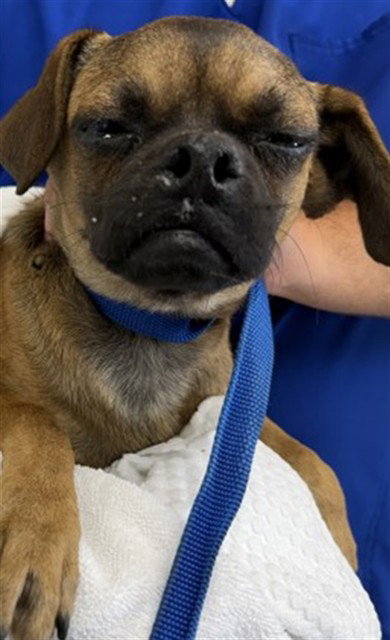 ORION, an adoptable Pug in San Bernardino, CA