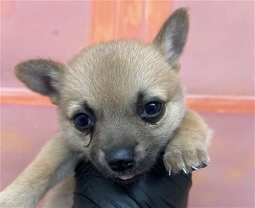Althea