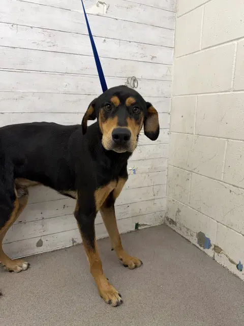 Perseus - Doberman Pinscher