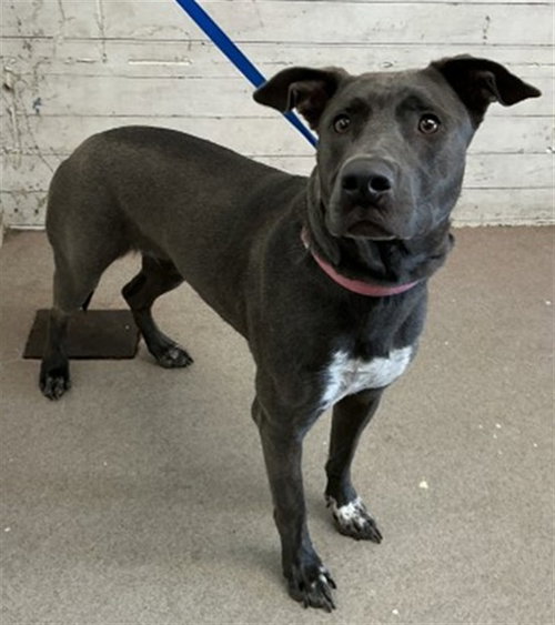 LILY, an adoptable Catahoula Leopard Dog in San Bernardino, CA
