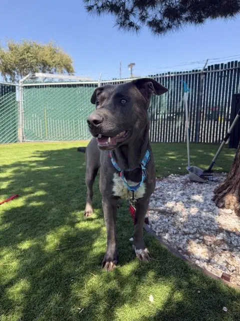 Lily - Catahoula Leopard Dog