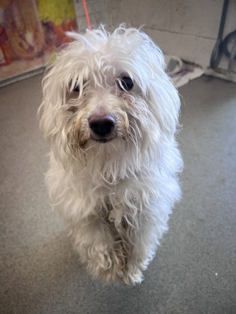 WESTLY, an adoptable Maltese in San Bernardino, CA
