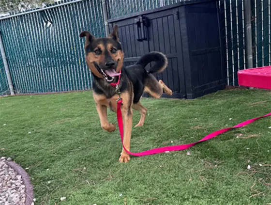 Dale - German Shepherd Dog