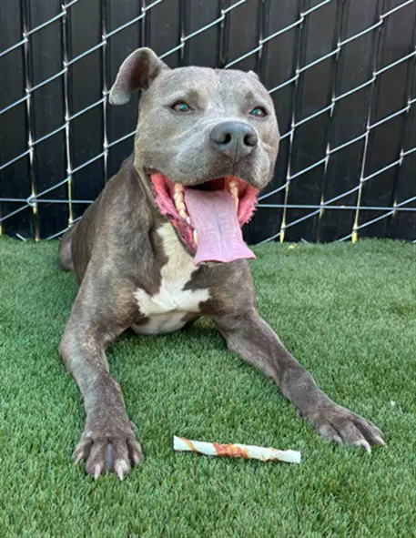 Basil - Pit Bull Terrier