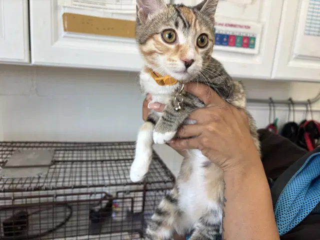 Nala - Domestic Short Hair