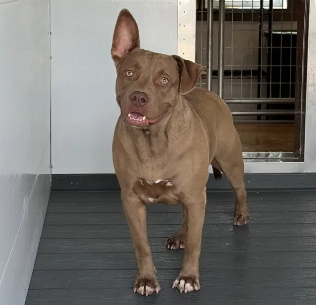 Magnolia - Pit Bull Terrier
