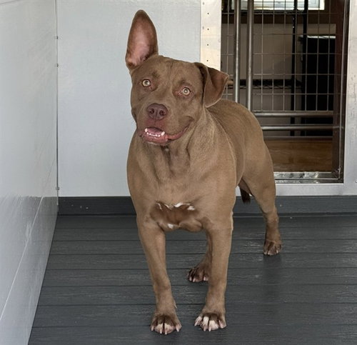 MAGNOLIA, a dog for adoption from San Bernardino City Animal Control