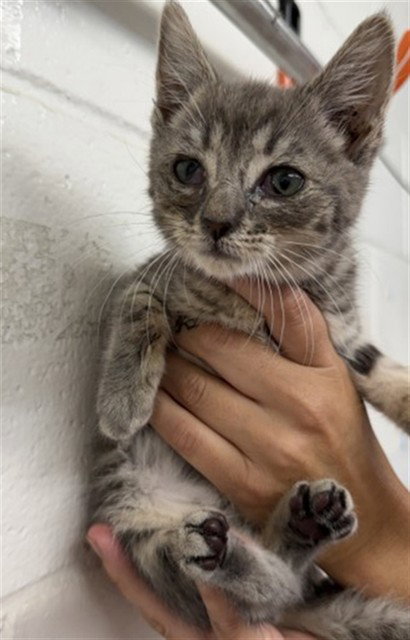 A595719 - Domestic Short Hair available for adoption